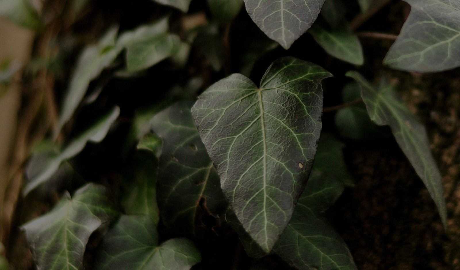 Close-up of green ivy leaves on a vine.