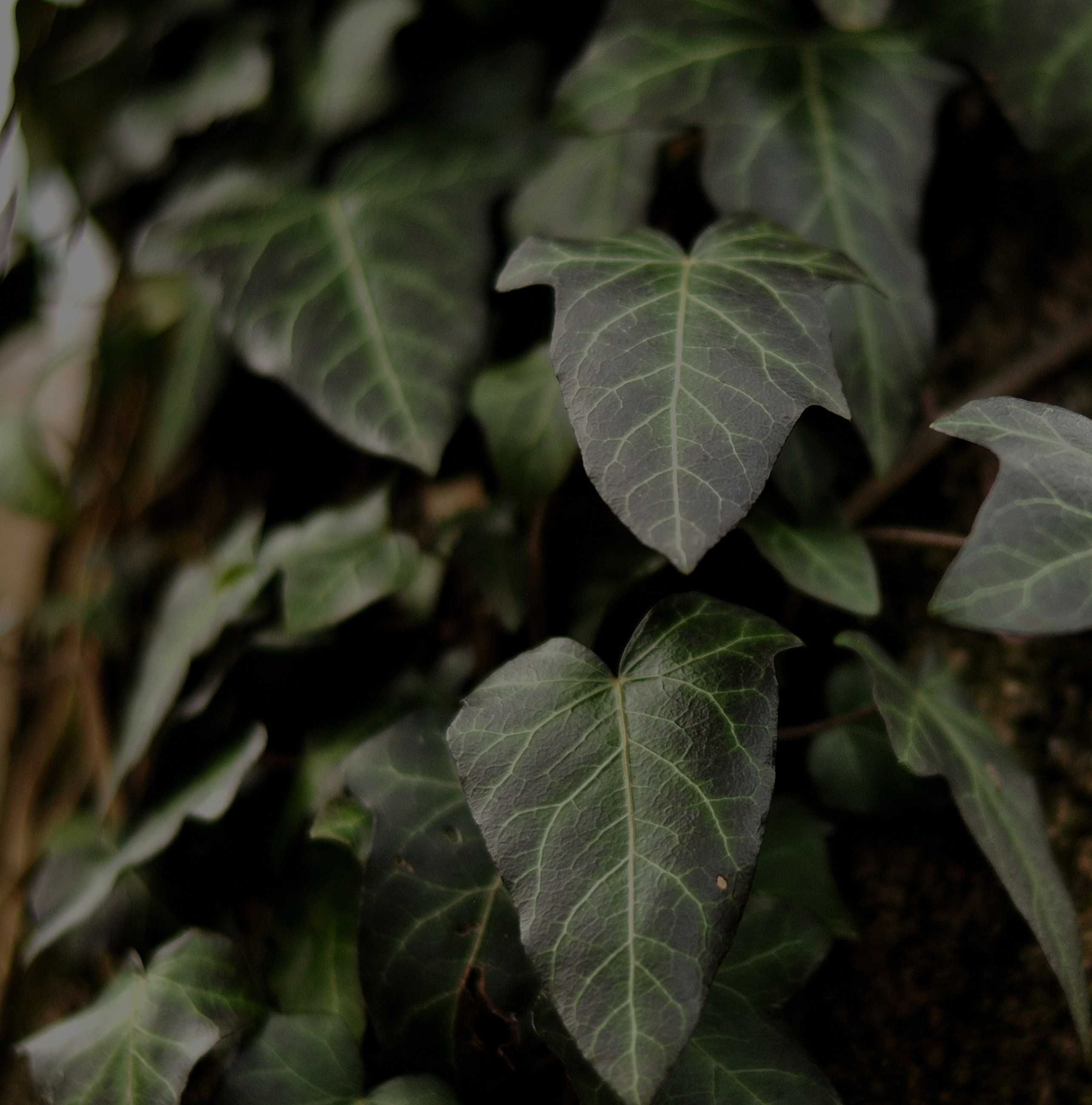 Close-up of green ivy leaves on a vine.